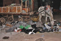 Le tourisme glauque - Un mulet mange des ordures