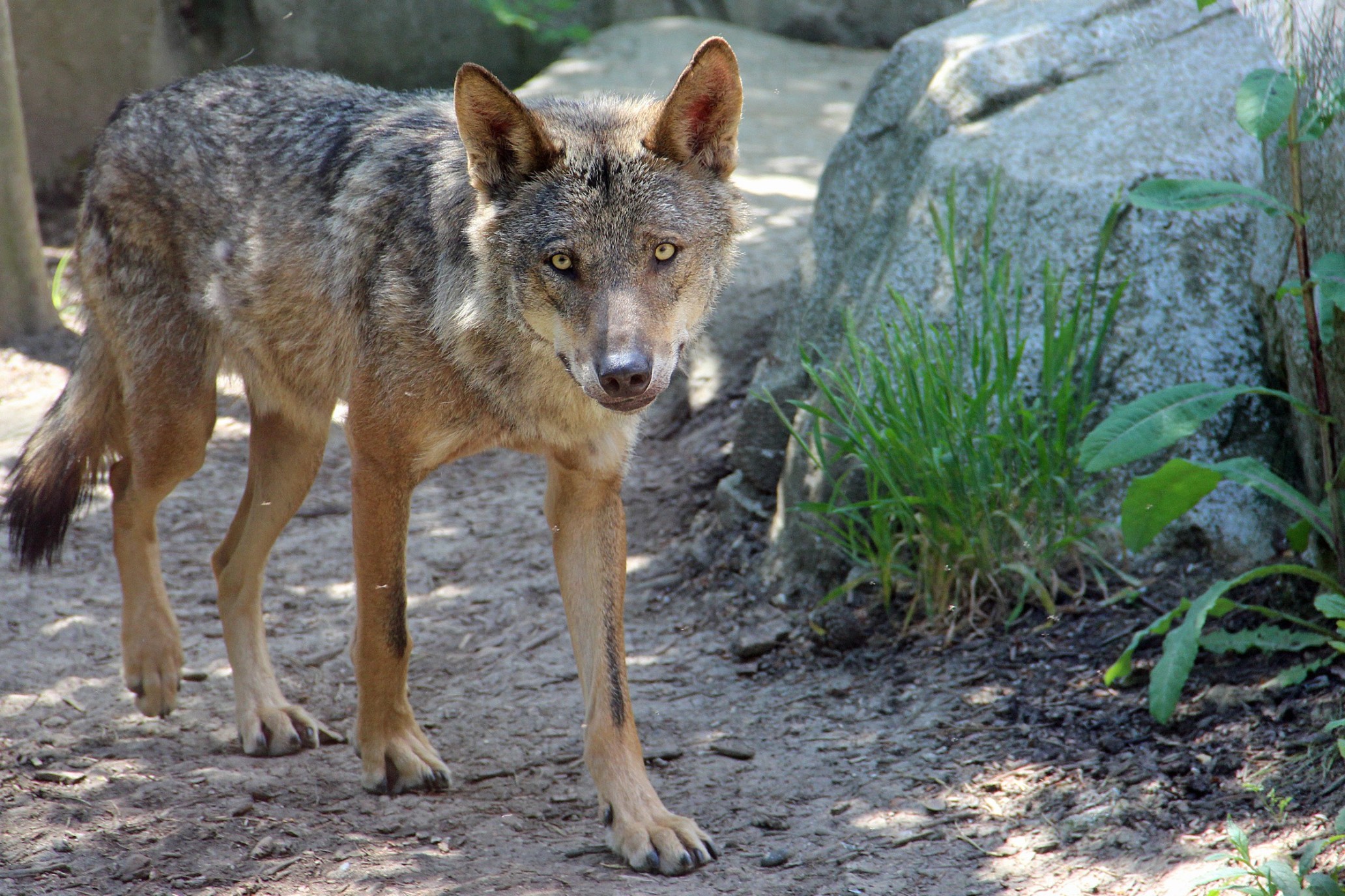 Un loup un vrai loup !