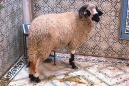 Le mouton de l’Aïd et le statut
