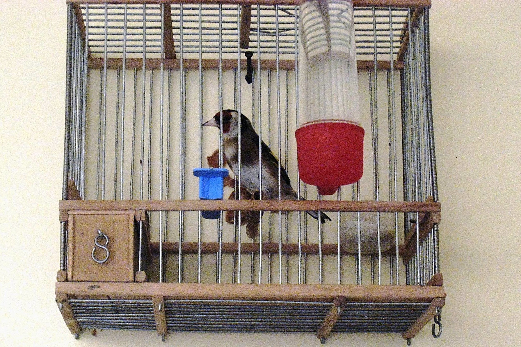 Le chardonneret du Consulat de France à Marrakech