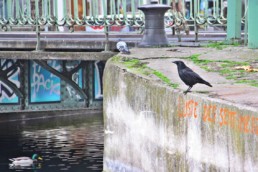 Les mouettes le corbeau les canards et les pigeons