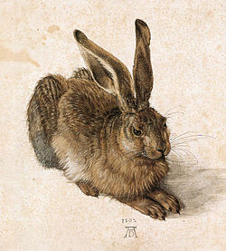 « Le lièvre de Vatanen » de Arto PAASILINNA gravure de Dürer