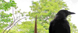 L’IA. Le corbeau et le renard