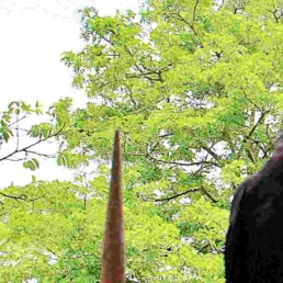 L’IA. Le corbeau et le renard